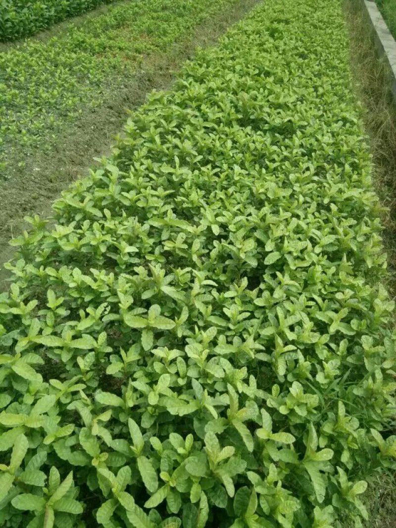 西瓜番石榴苗30~50cm