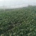 菠菜10~15厘米