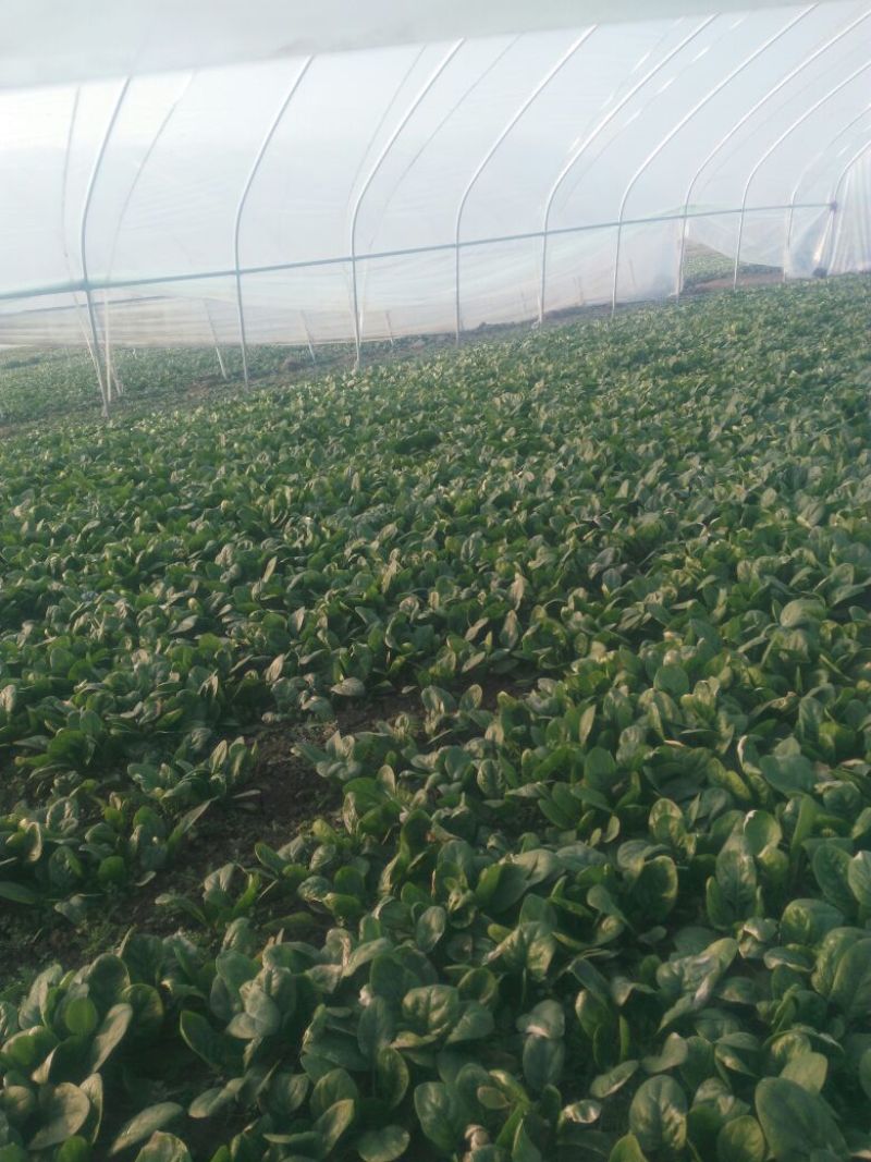 菠菜10~15厘米