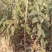 樱桃树苗2年10cm以下
