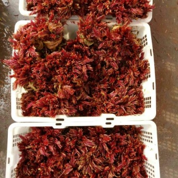 香椿芽10cm以下