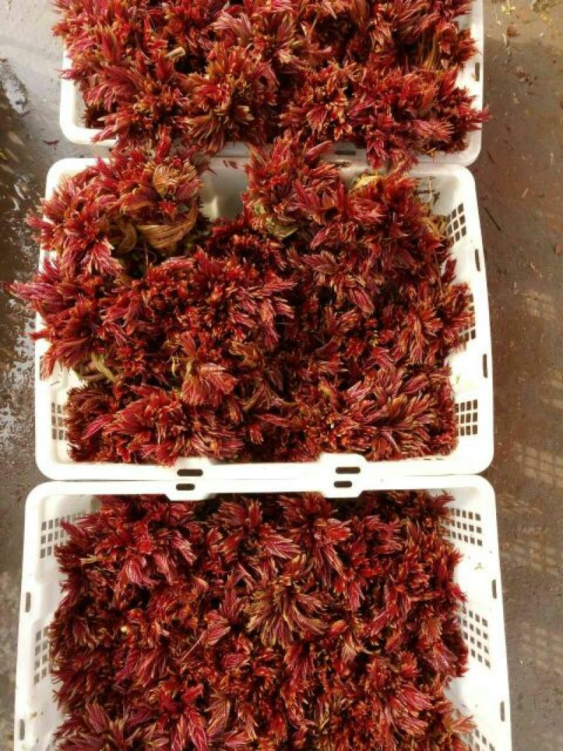 香椿芽10cm以下