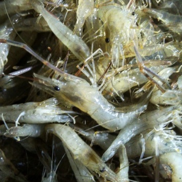 河虾活虾26~30只/kg