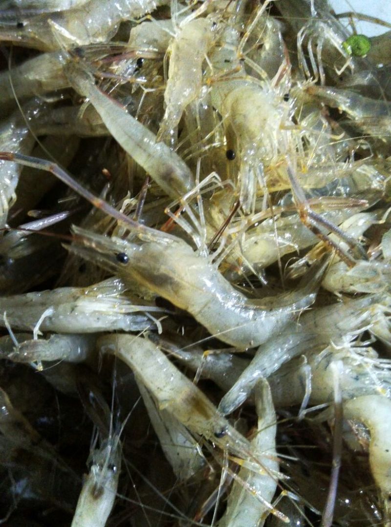 河虾活虾26~30只/kg