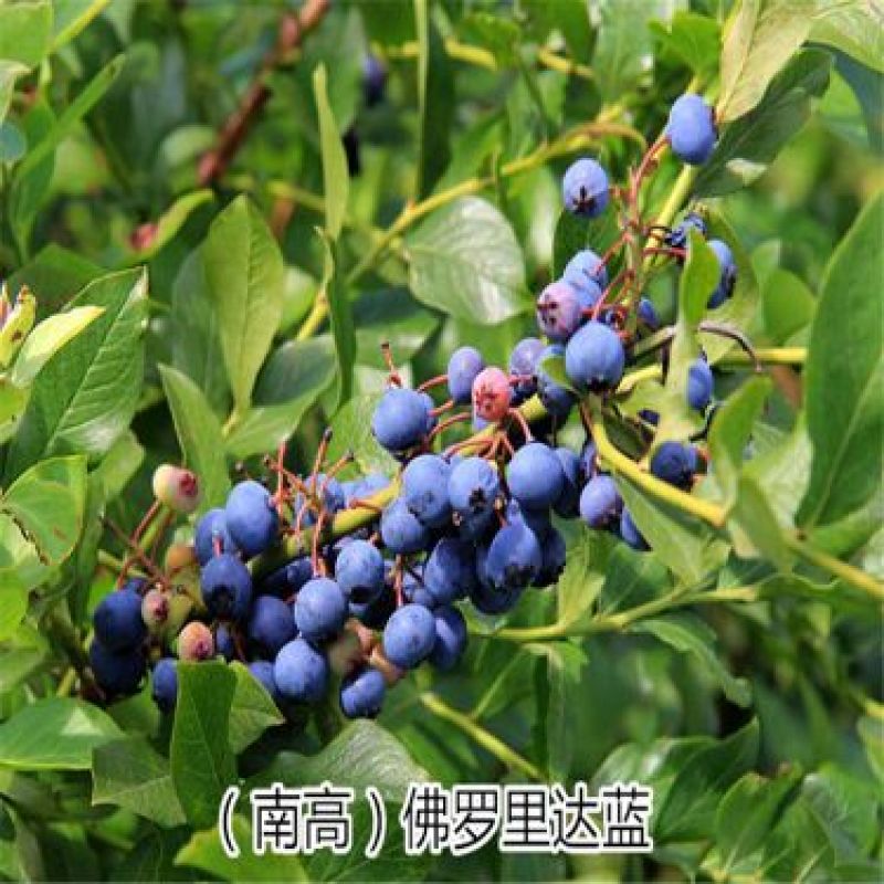 蓝莓苗1~2年80~100cm