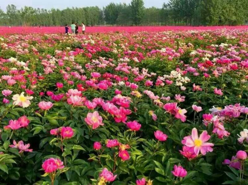 白芍种苗