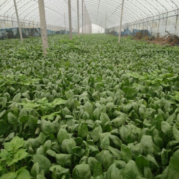 越冬菠菜25~30厘米