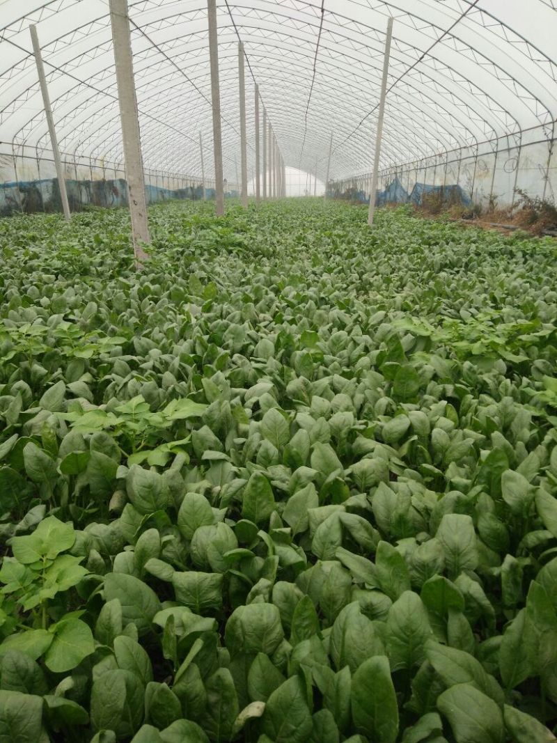 越冬菠菜25~30厘米