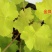 彩叶草
