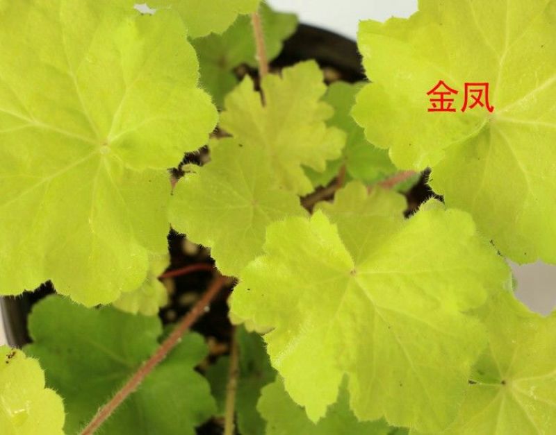 彩叶草