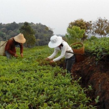 普洱茶