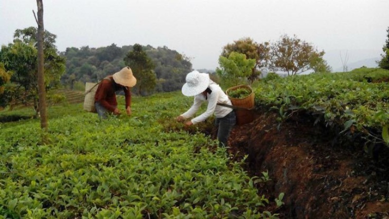 普洱茶