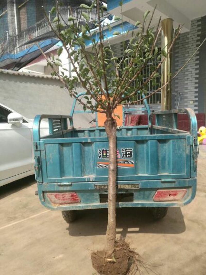 腊梅