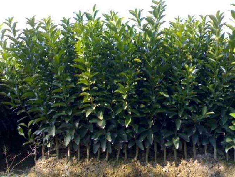 软枝油茶树30~50cm