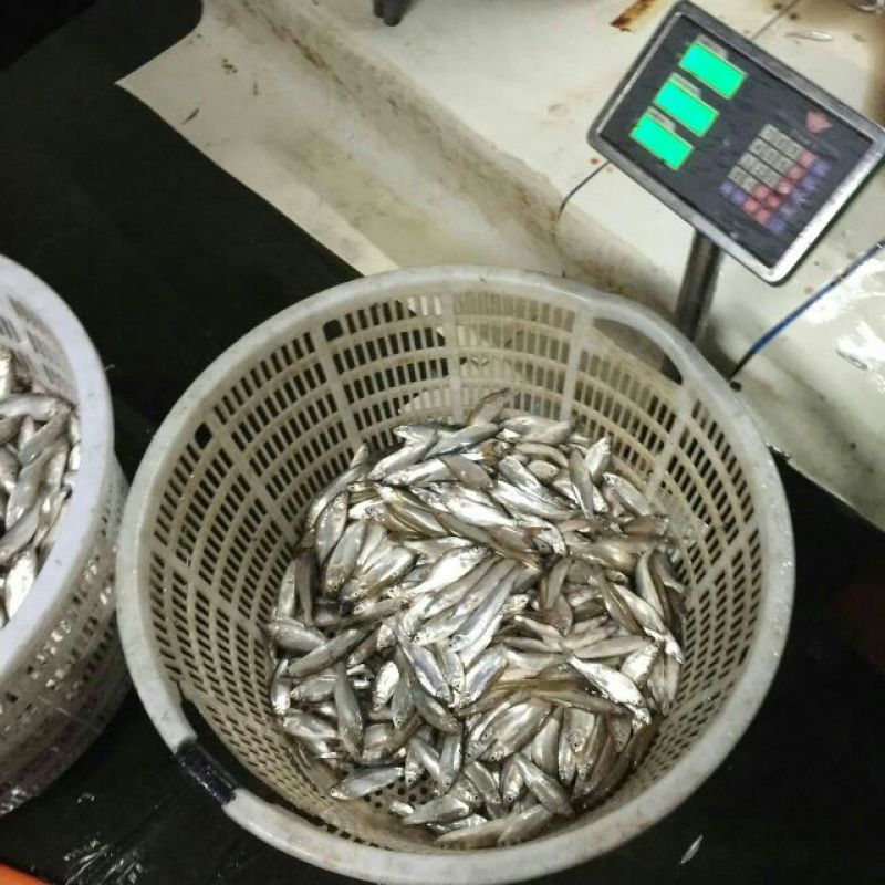 小白鱼