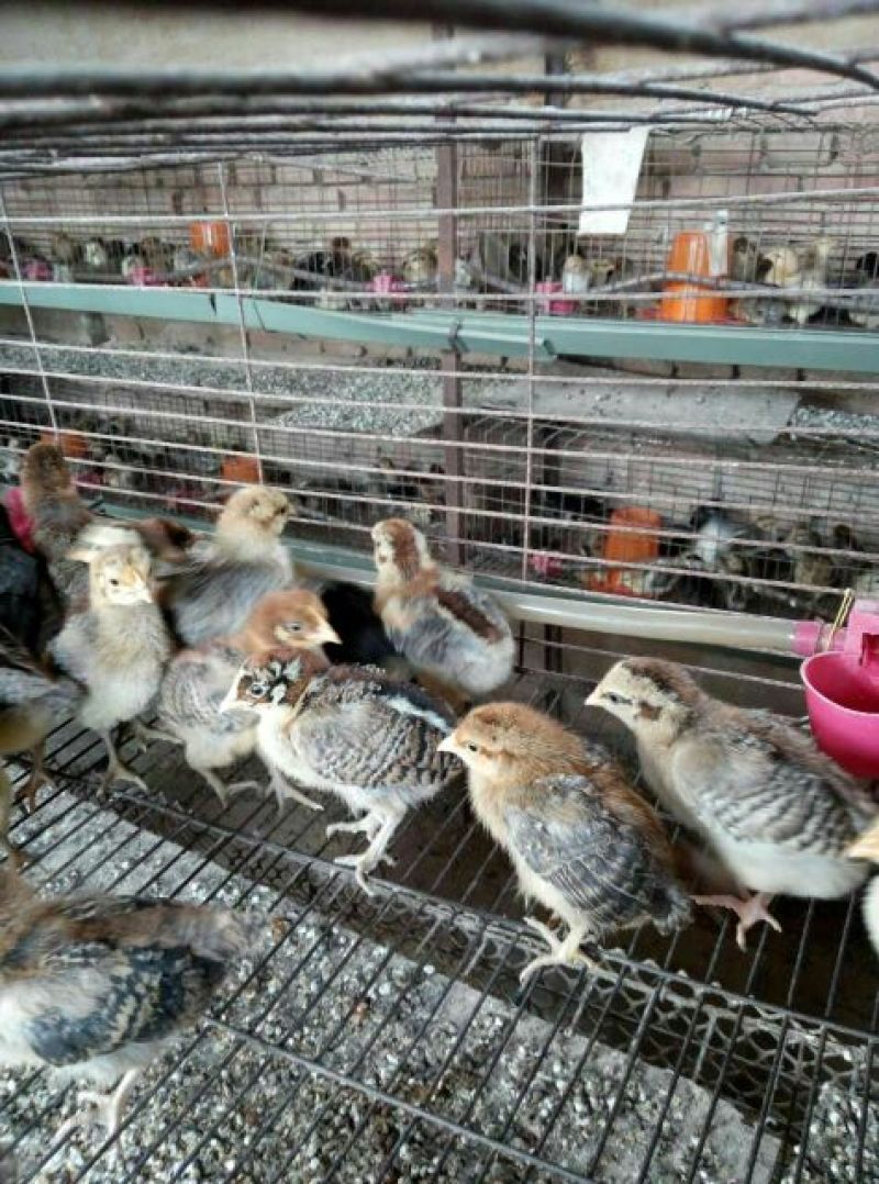 土鸡苗