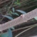 大叶女贞4cm以下