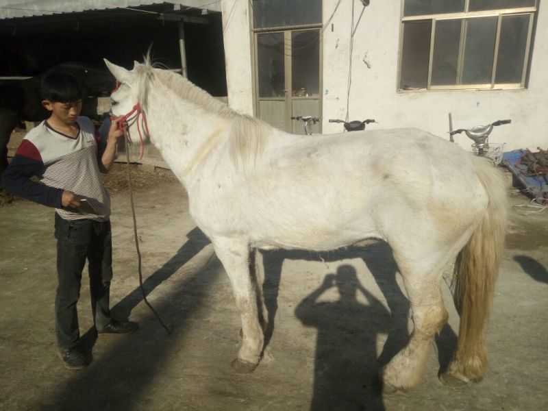 蒙古马300~400kg