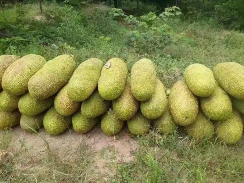 菠萝蜜