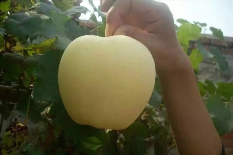 黄金梨
