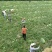 安农二号西瓜