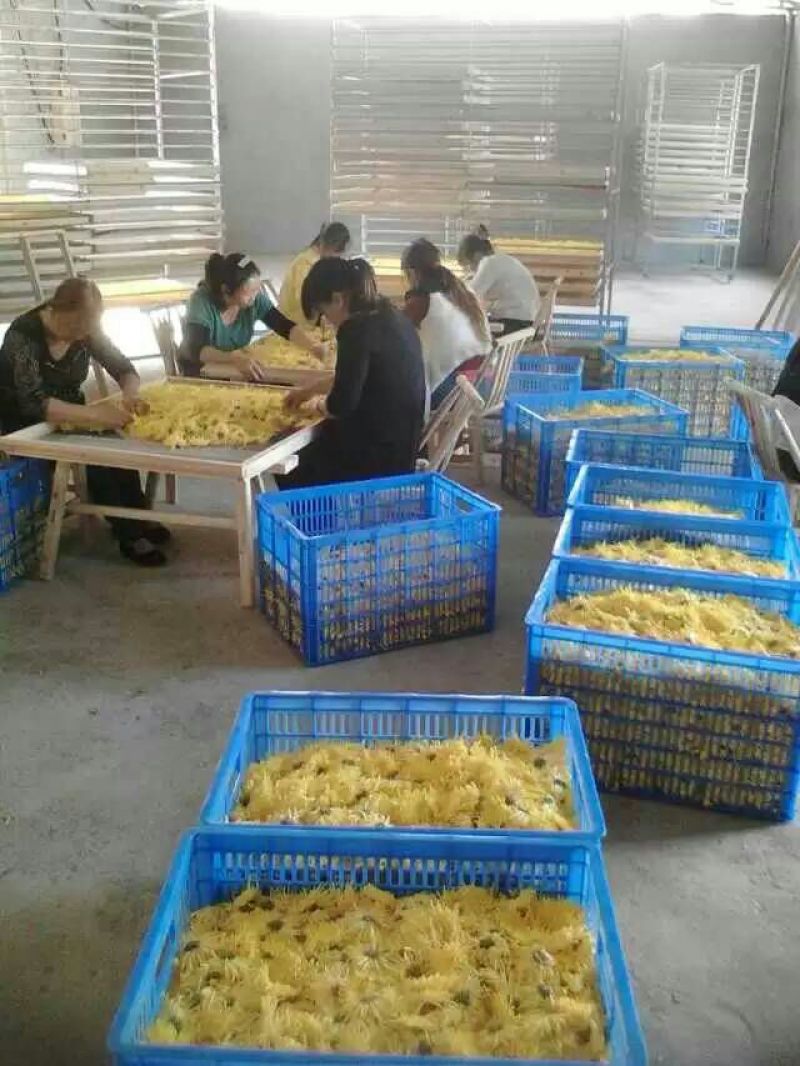 修水金丝皇菊散装花菊花茶