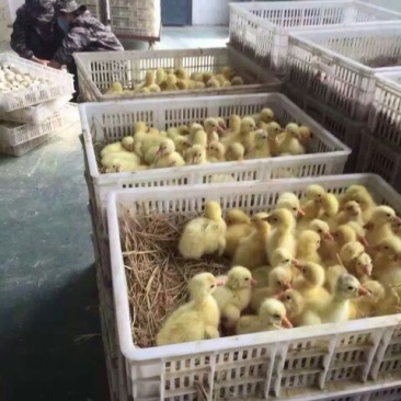 鹅苗250g