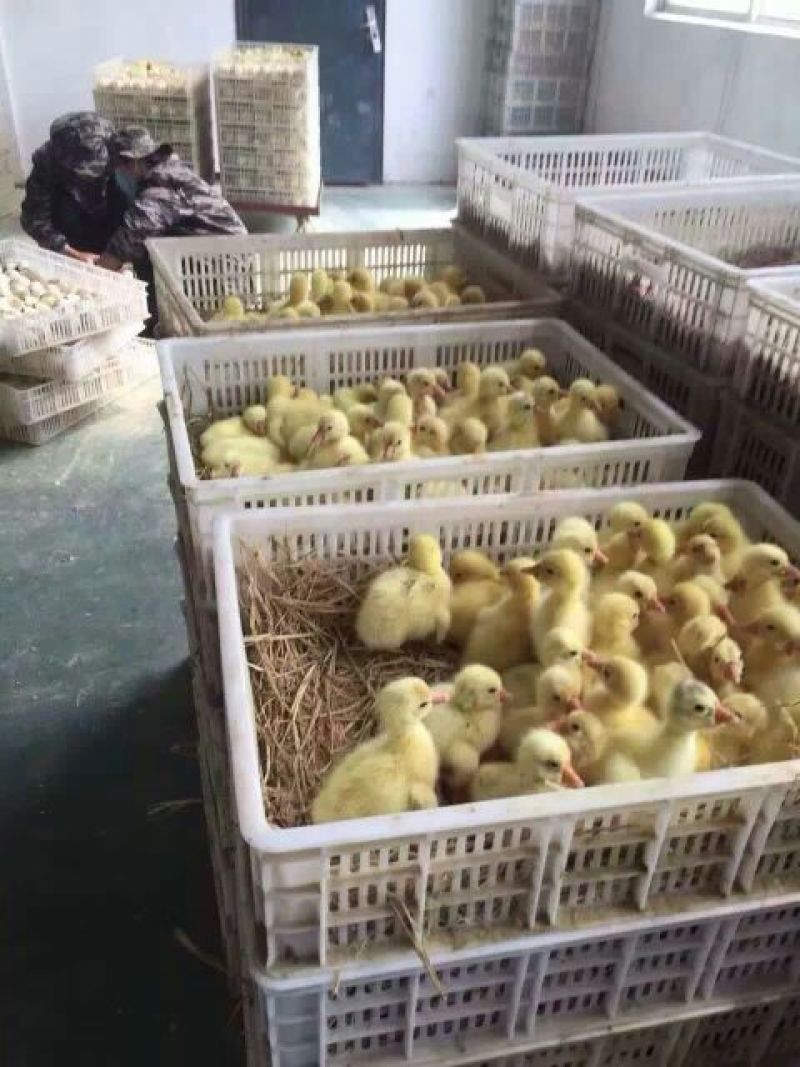 鹅苗250g