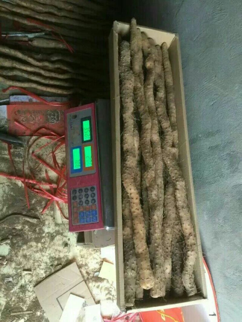 垆土山药3~4厘米特级
