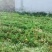 金娃娃萱草沭阳本地苗高8-15公分上车价0.1元一芽！