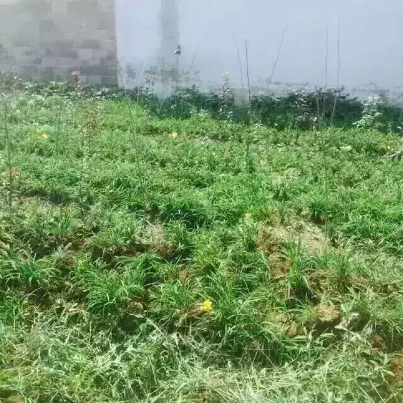 金娃娃萱草沭阳本地苗高8-15公分上车价0.1元一芽！