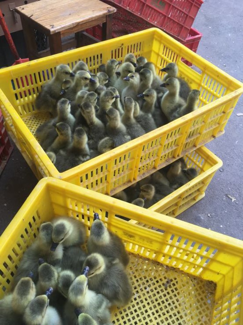 鹅狮头鹅苗