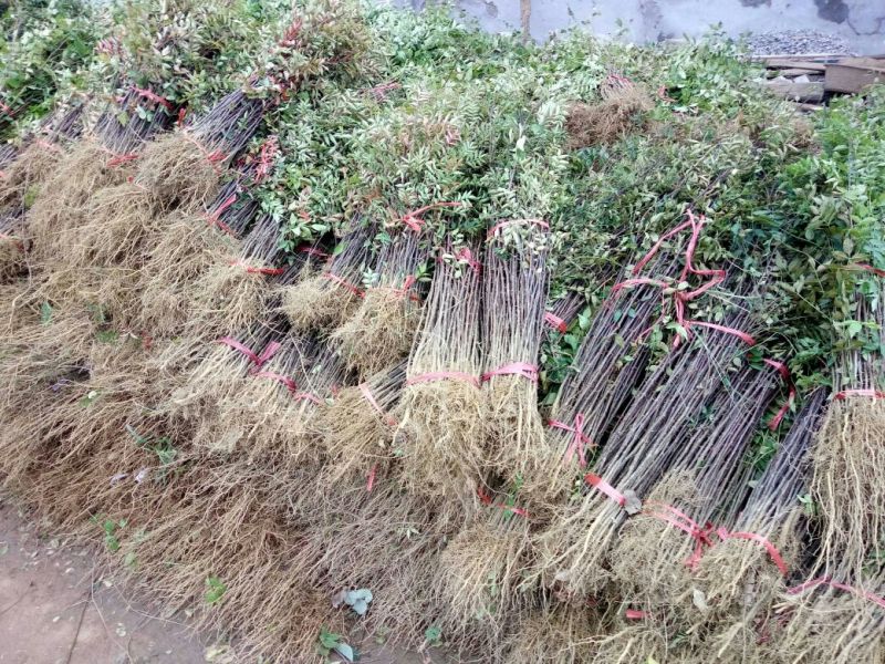 花椒苗1~2年，花椒苗基地直销，大红袍花椒苗