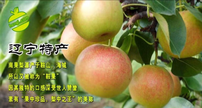 南果梨