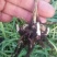 三叉白芨种苗