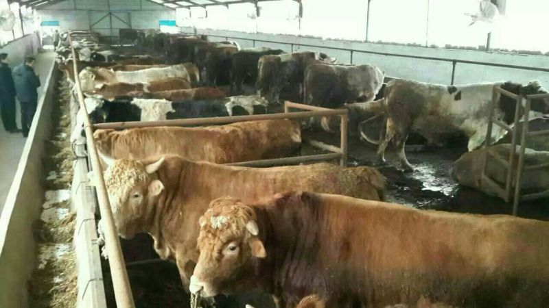 牛犊300~400kg