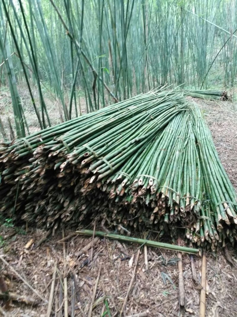 紫竹7~8m