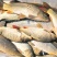 建鲤食用1~2公斤