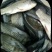 池鲤鱼食用1~2公斤