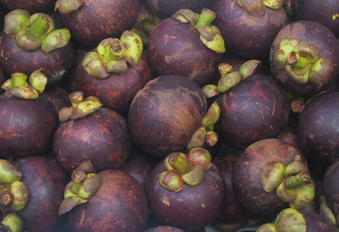 山竹云南德宏州瑞丽市_批发_供应-一亩田农业