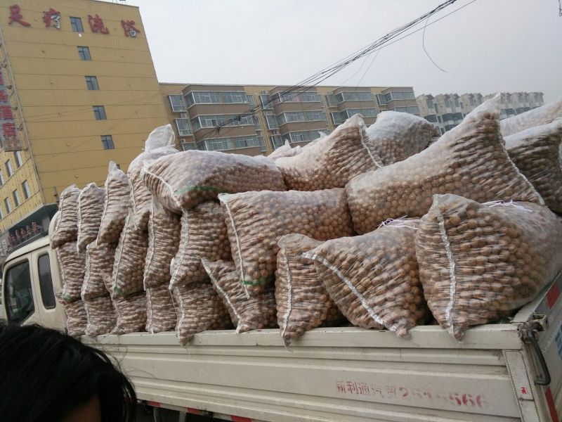 绵核桃25mm以下去皮干