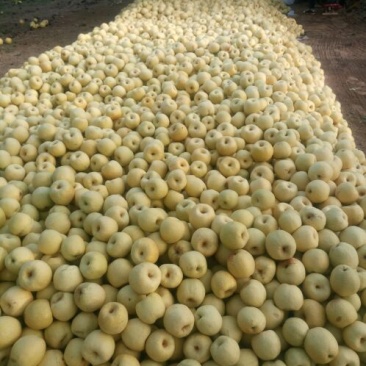 砀山梨250~300g光果