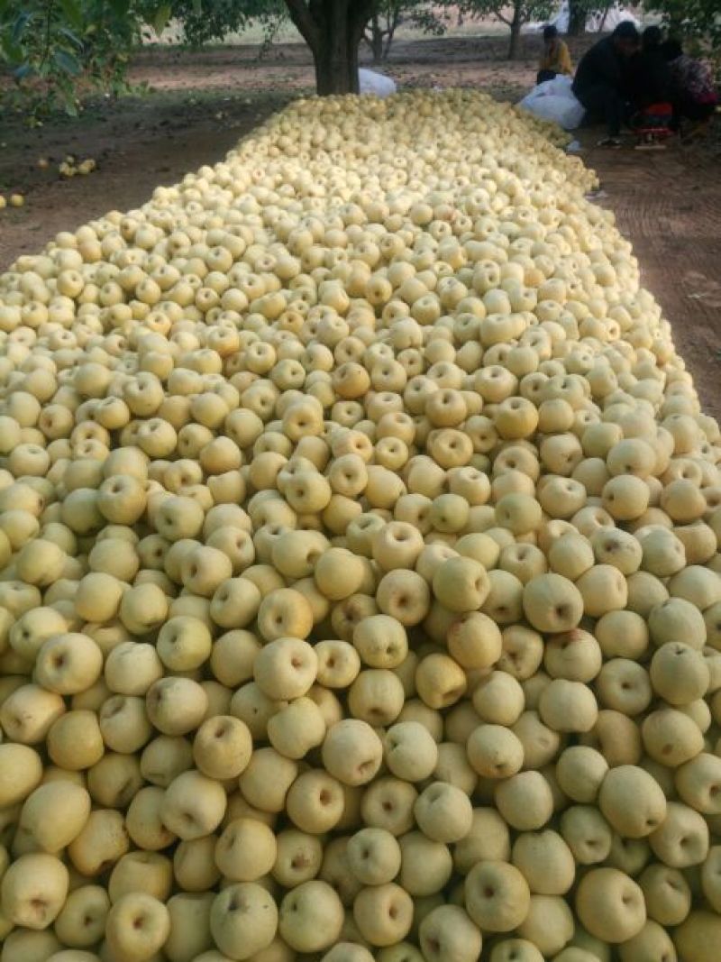 砀山梨250~300g光果