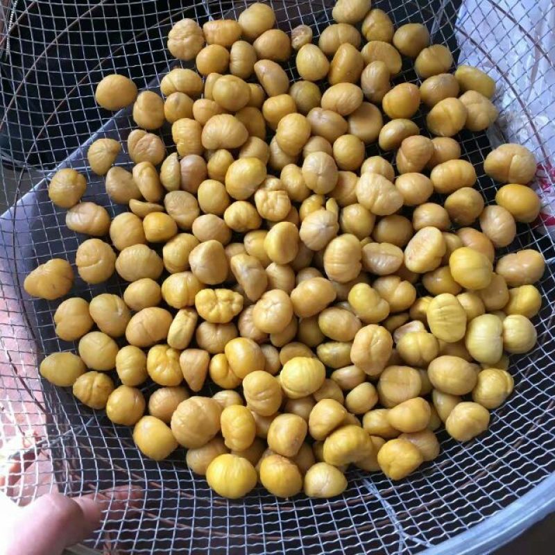 板栗炒栗种大标