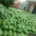 花皮有籽15斤打底8成熟1茬