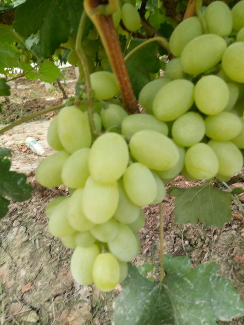 陕西大棚青提葡萄批发，青提葡萄基地价格，青提葡萄产地价格