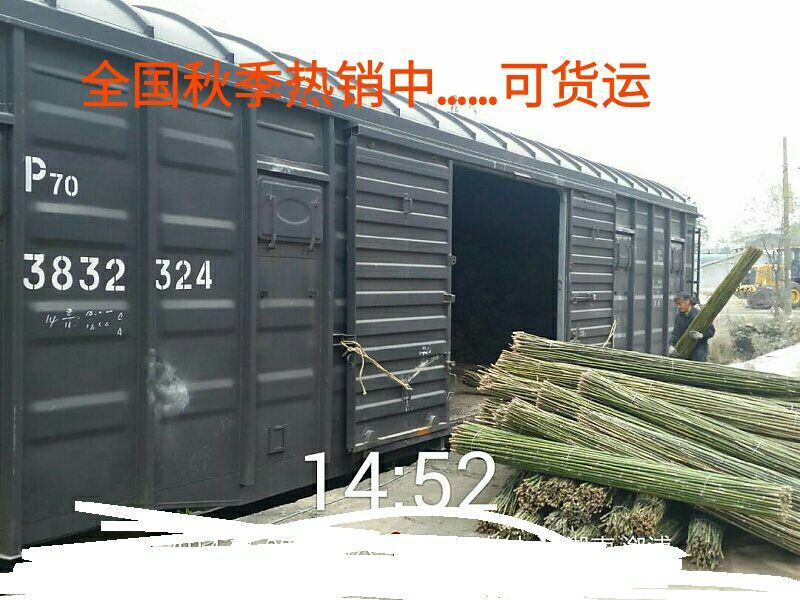 苦竹2~3m