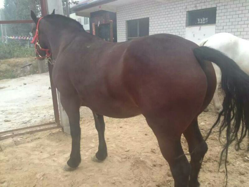 肉马