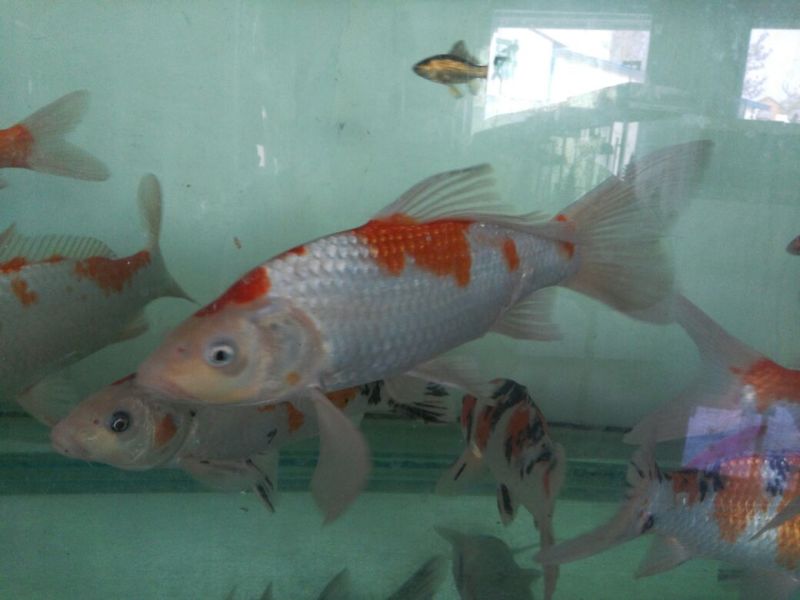 锦鲤鱼苗7两
