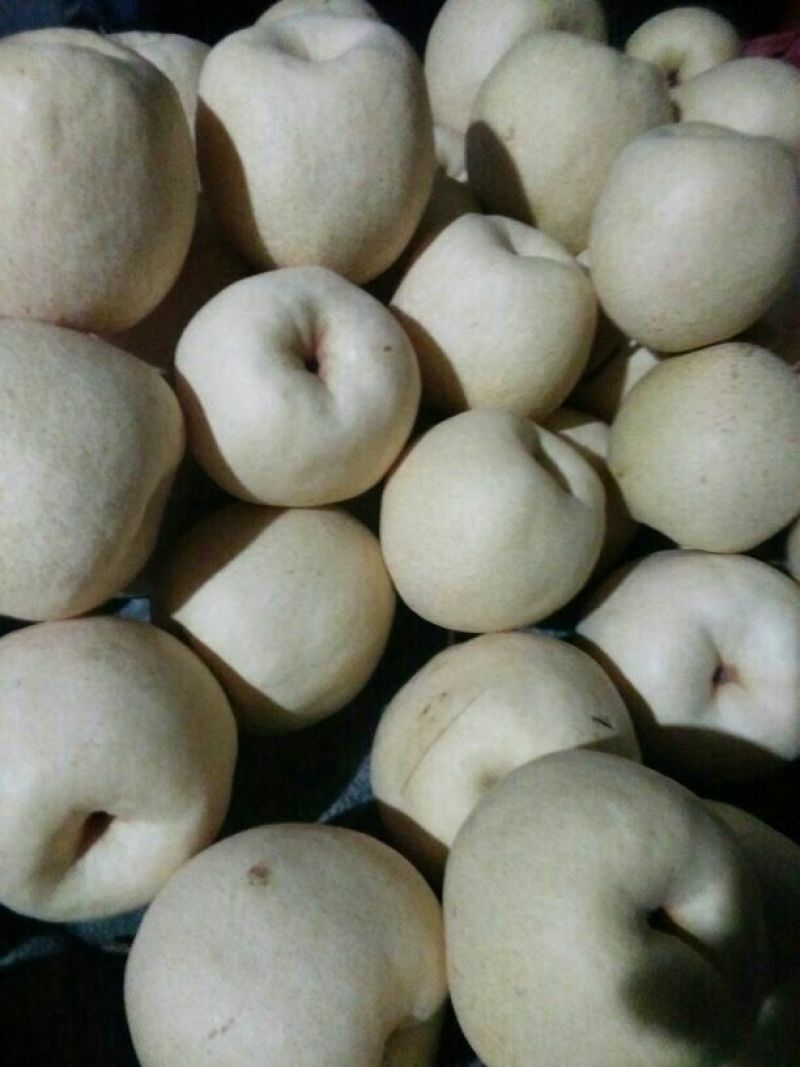 礼泉酥梨350~400g纸袋